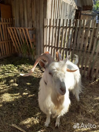 Козел зааненский