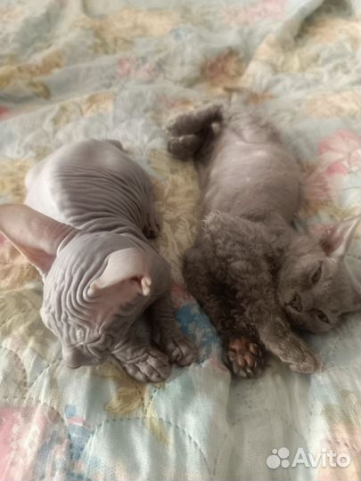 Донской сфинкс котята