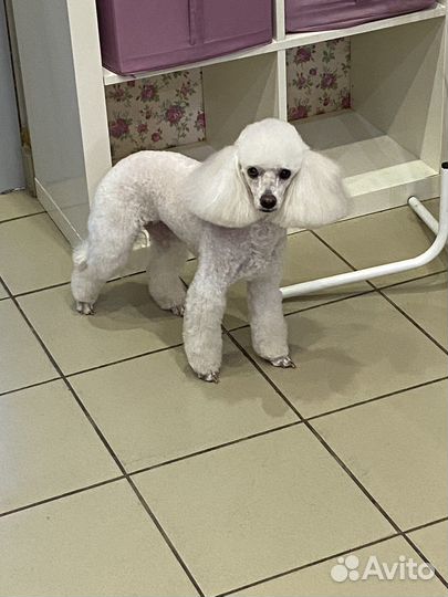 Стрижка собак Константиновка