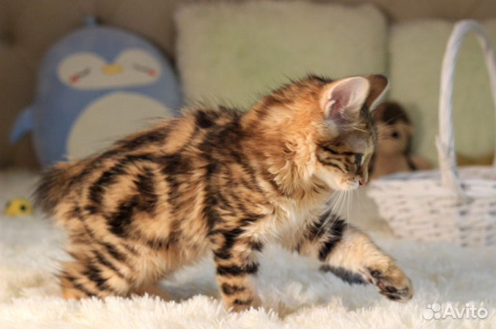 Курильский бобтейл котята