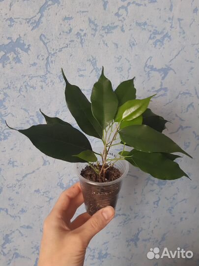 Фикус бенджамина,черенки укорененные