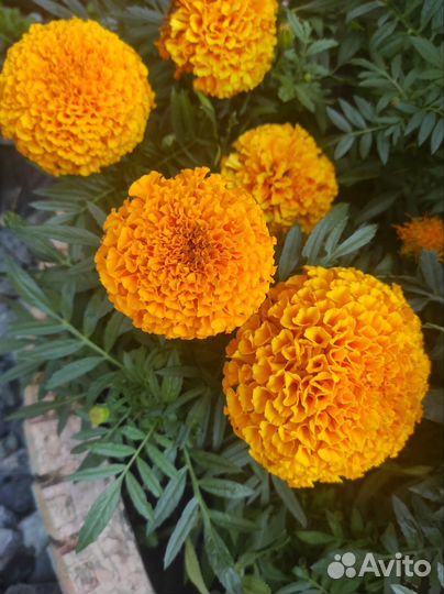 Рассада бархатцев