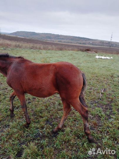 Продам жеребенка