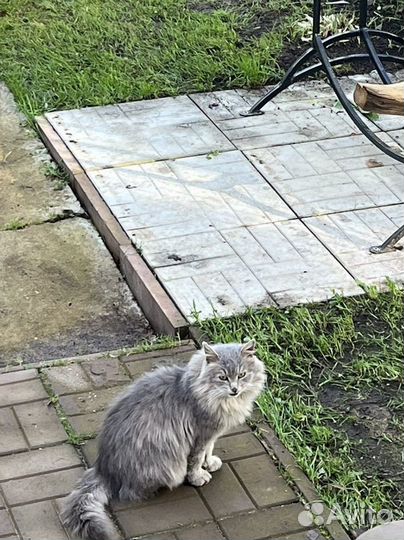 Котик в добрые руки