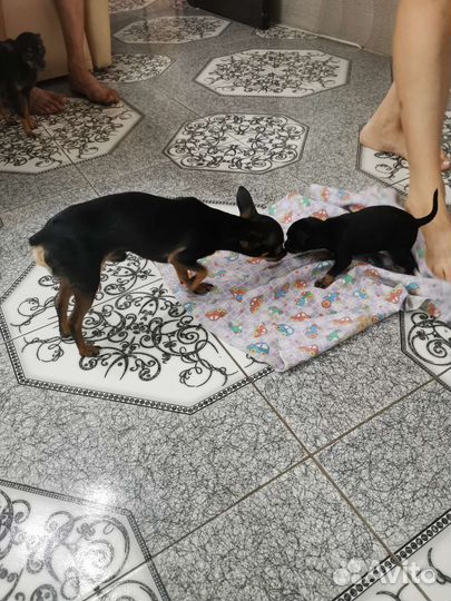 Супер mini той-терьер