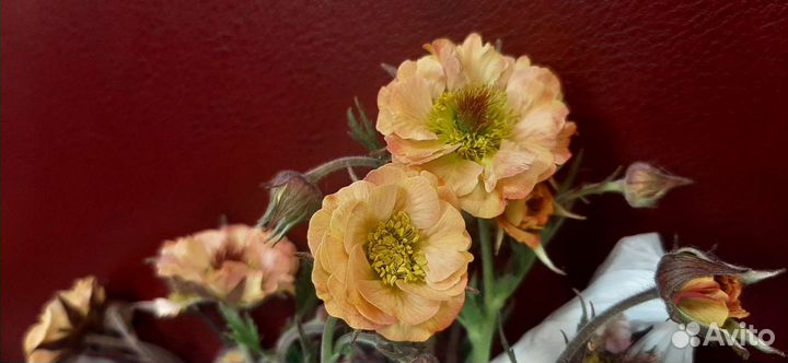 Гравилат май тай