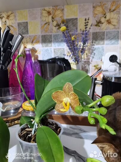 Орхидея фаленопсис