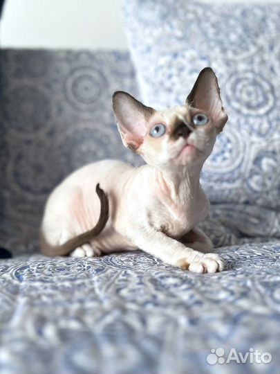 Купить котенка девон рекс