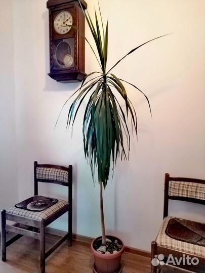 Пальма драцена