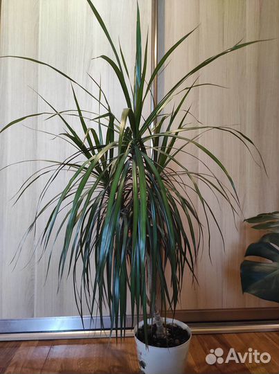 Монстера, денежное дерево, фаленопсис, драцена