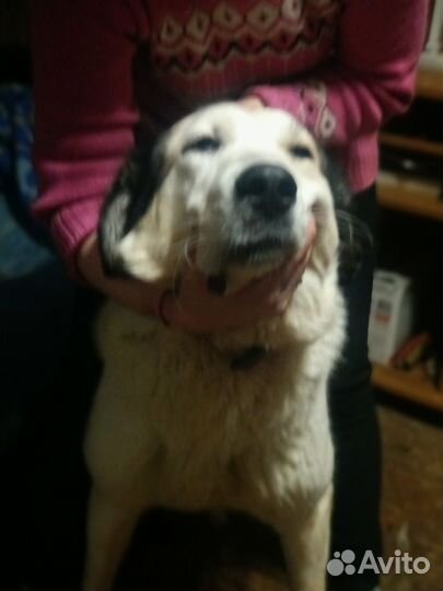 Животные собаки