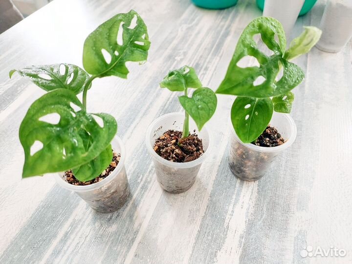 Монстера манки (отростки)