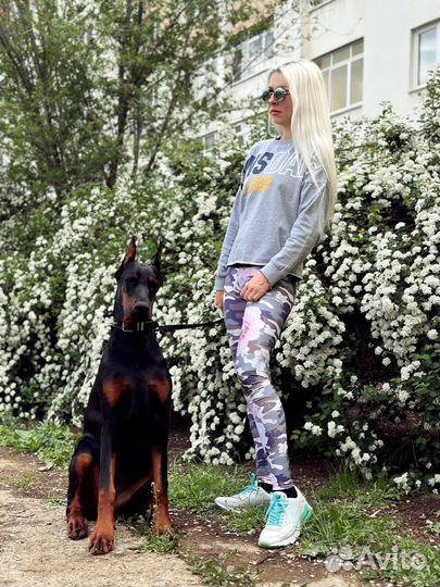 Доберман для фотоссесии