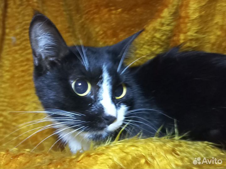 Стеша - красавица