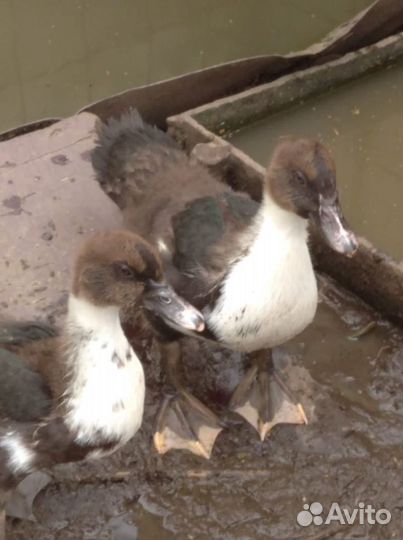 Петухи, индоутка с утятами, индюки