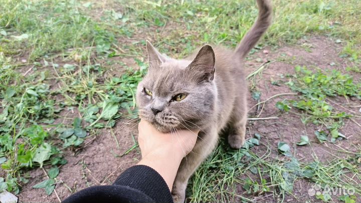 Кошка Британка отдам в добрые руки