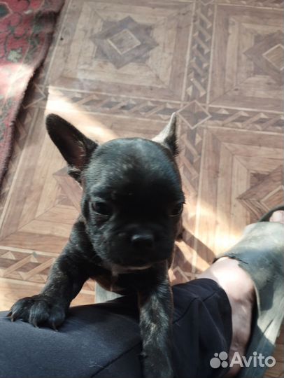 Французский бульдог щенки