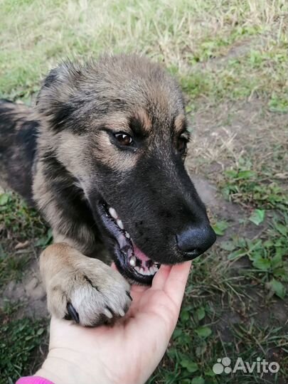 Собаки бесплатно в добрые руки
