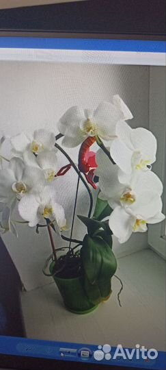 Орхидея фаленопсис белая