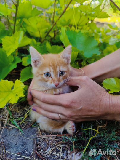 Кошки бесплатно