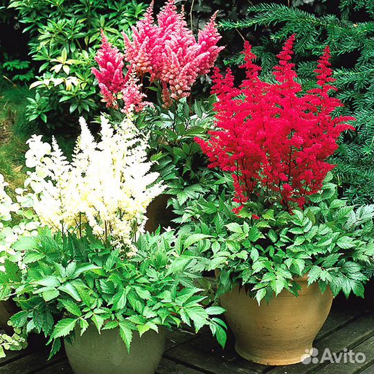 Продаю саженцы в ассортименте