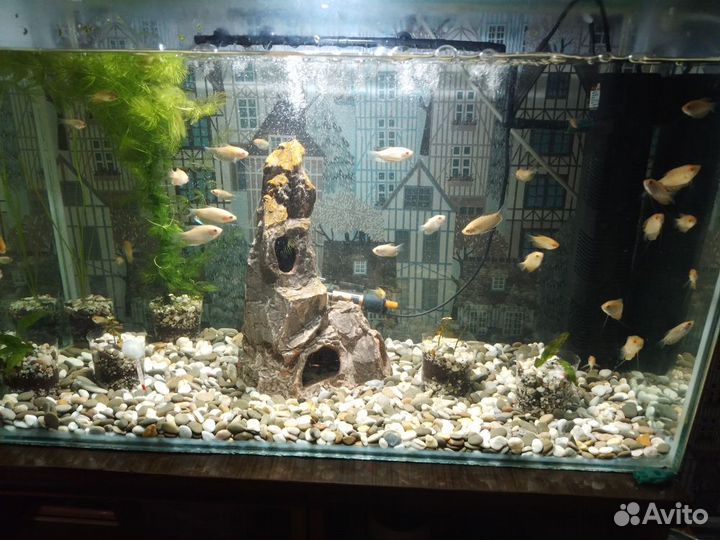 Аквариум