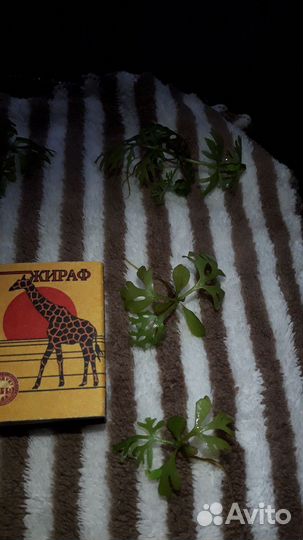 Аквариумные растения Индийский папоротник