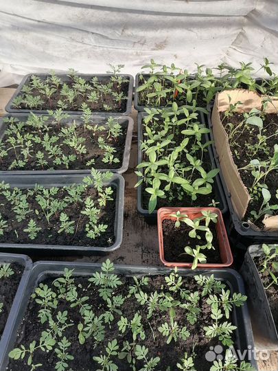Рассада помидор, перца, цветов