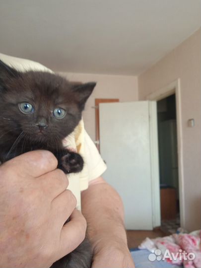 Котята