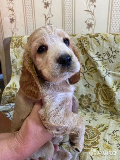 Русский спаниель