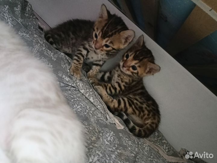 Бенгальские котята