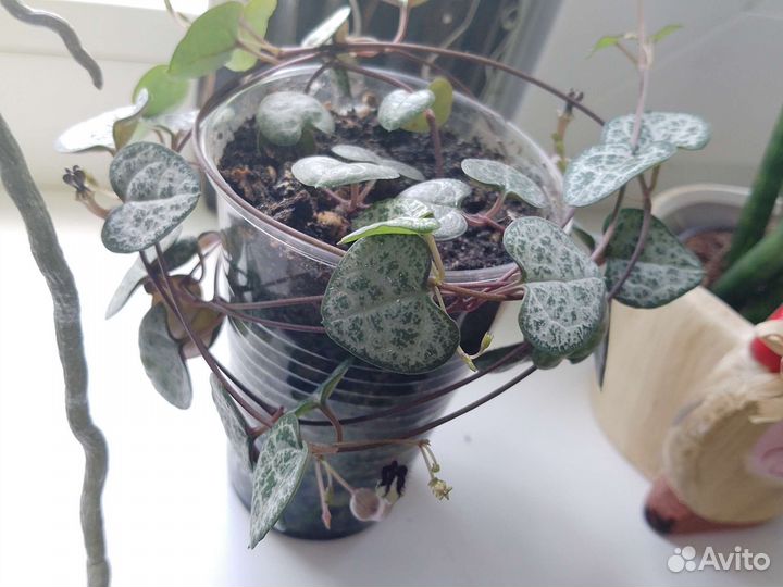 Комнатные цветы