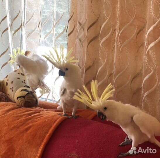 Попугай птенцы выкормыш