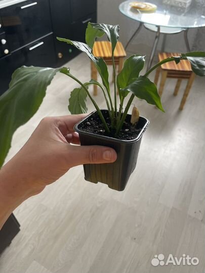 Спатифиллум