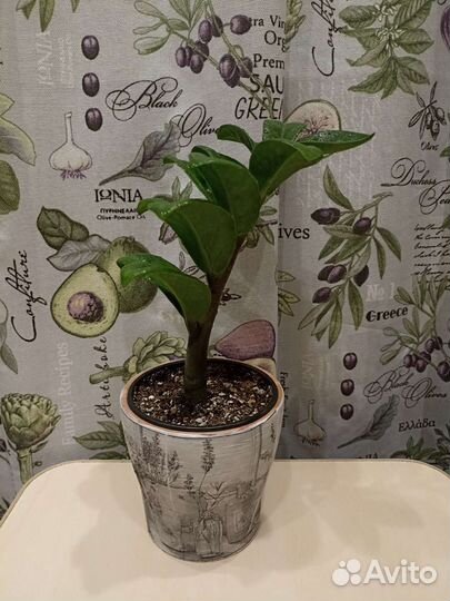 Замиокулькас Зензи