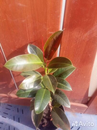Фикусы Взрослые