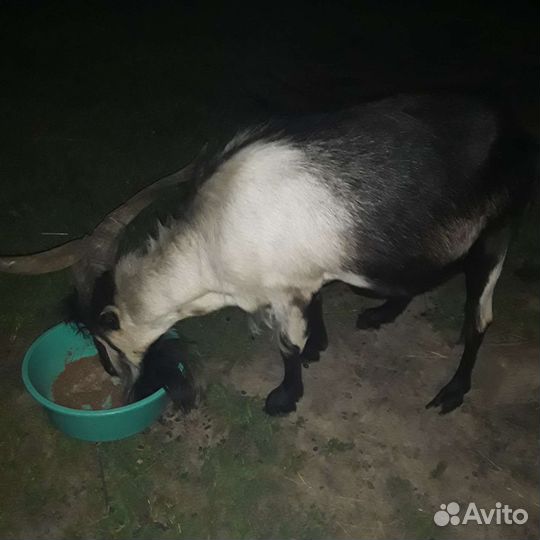 Козы и козел на вязку