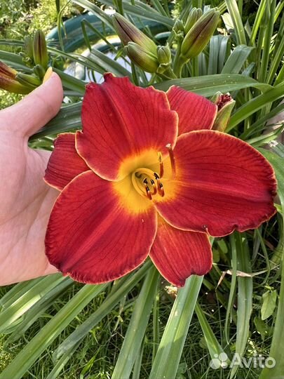 Лилейники сортовые