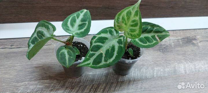 Антуриум кристаллинум