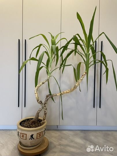 Пальма юкка