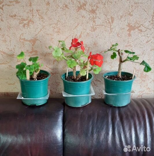 Пеларгония герань. Зональная, сортовая. Маточники