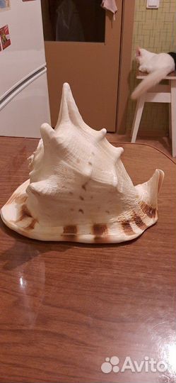 Морская раковина с Греции огромная