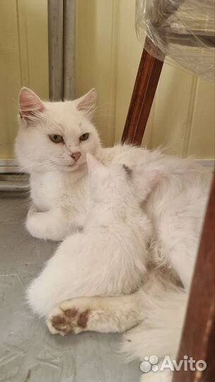 Котенок