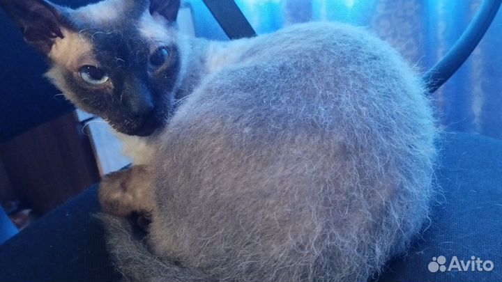 Отдам кота породы Сфинкс Браш