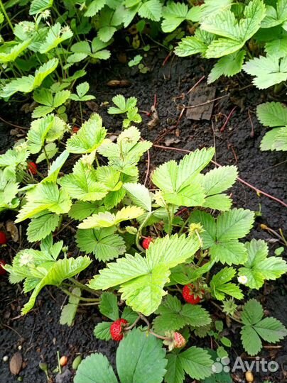 Рассада Земляника ремонтантная (не клубника)