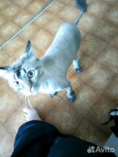 Стрижка кошек