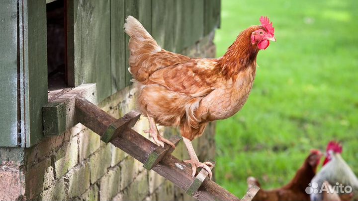 Куры несушки хайсексы, Ломаны, Доминанты