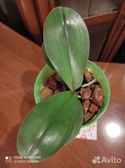 Орхидея фаленопсис пелорик Polka Beauty peloric