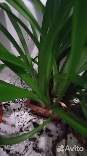 Комнатные цветы