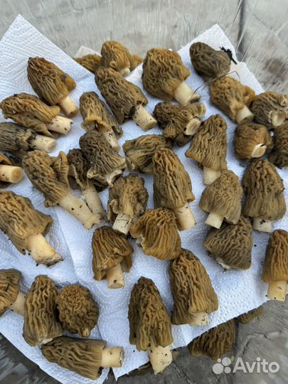 Сморчки свежие